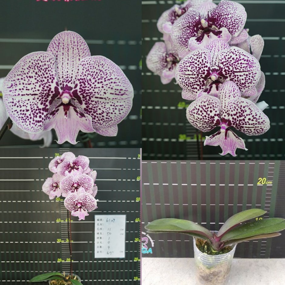 Phal. Miki Meteor '121'