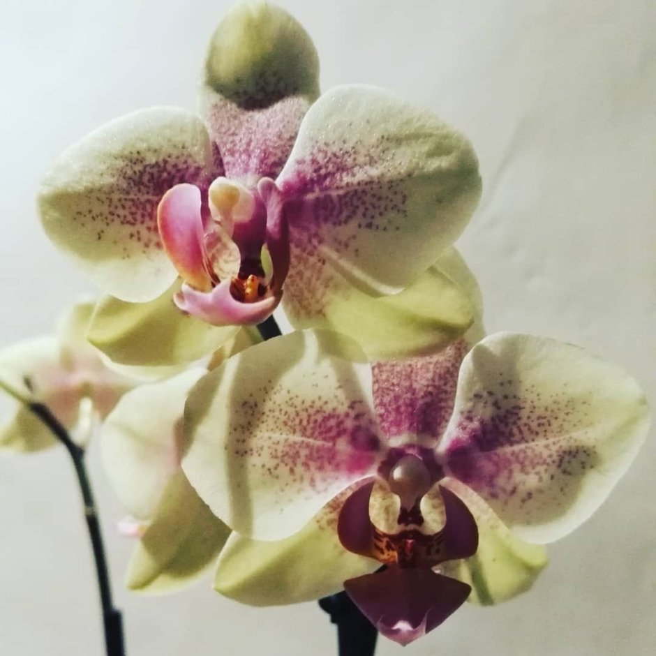 Орхидея хэппи кэрол