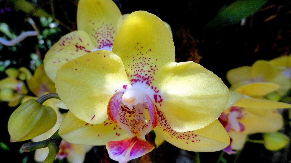 Орхидея Phalaenopsis Manila