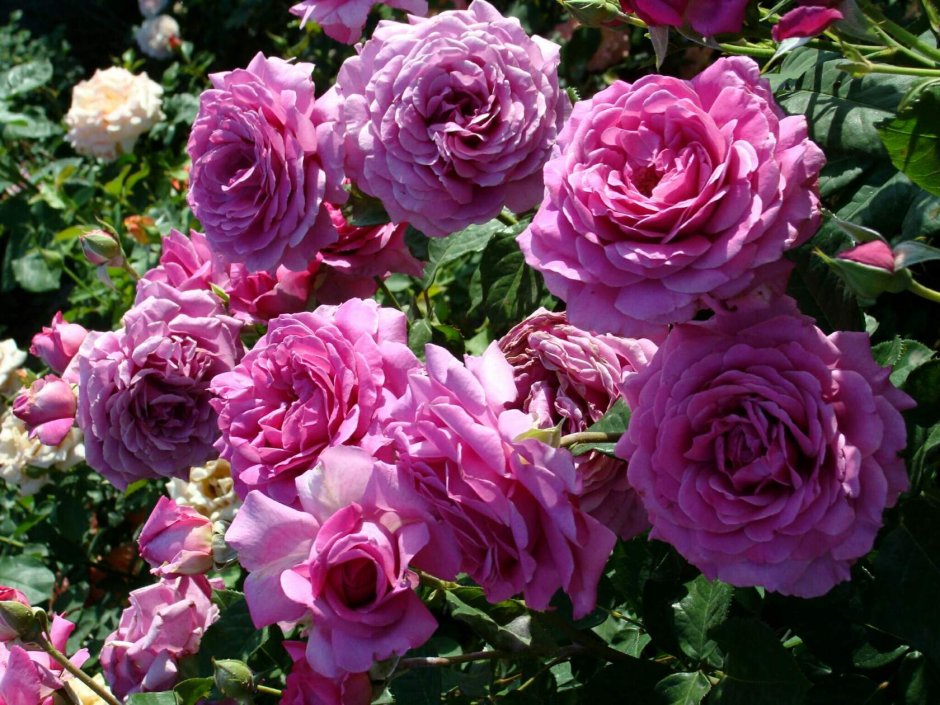 Роза чайно-гибридная Сурир де Перигё