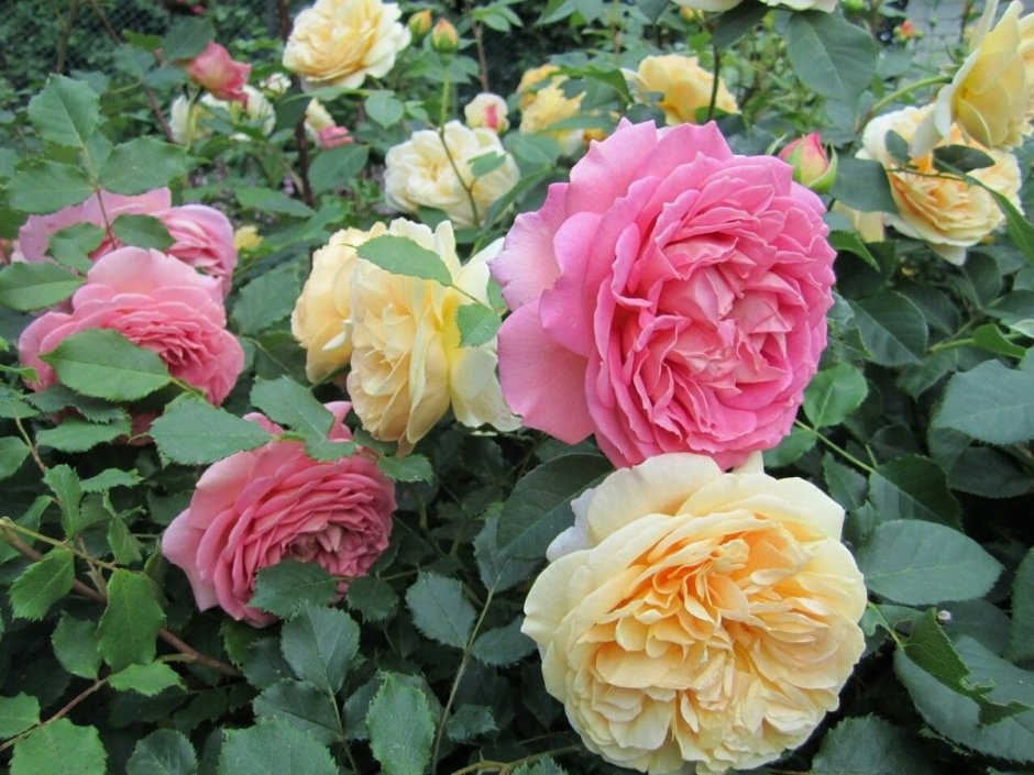 Сорт розы Сурир де Хавр