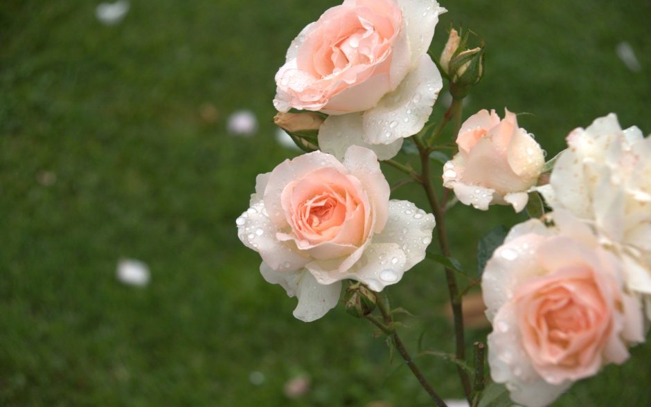 Роза шраб Карамелла