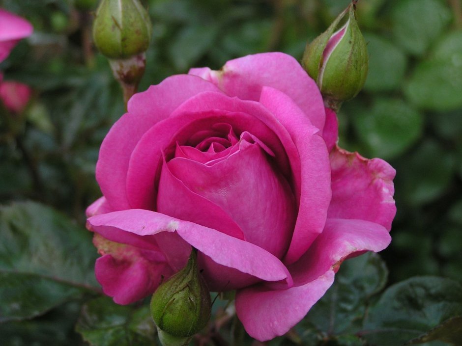 Сурир де Перигё роза