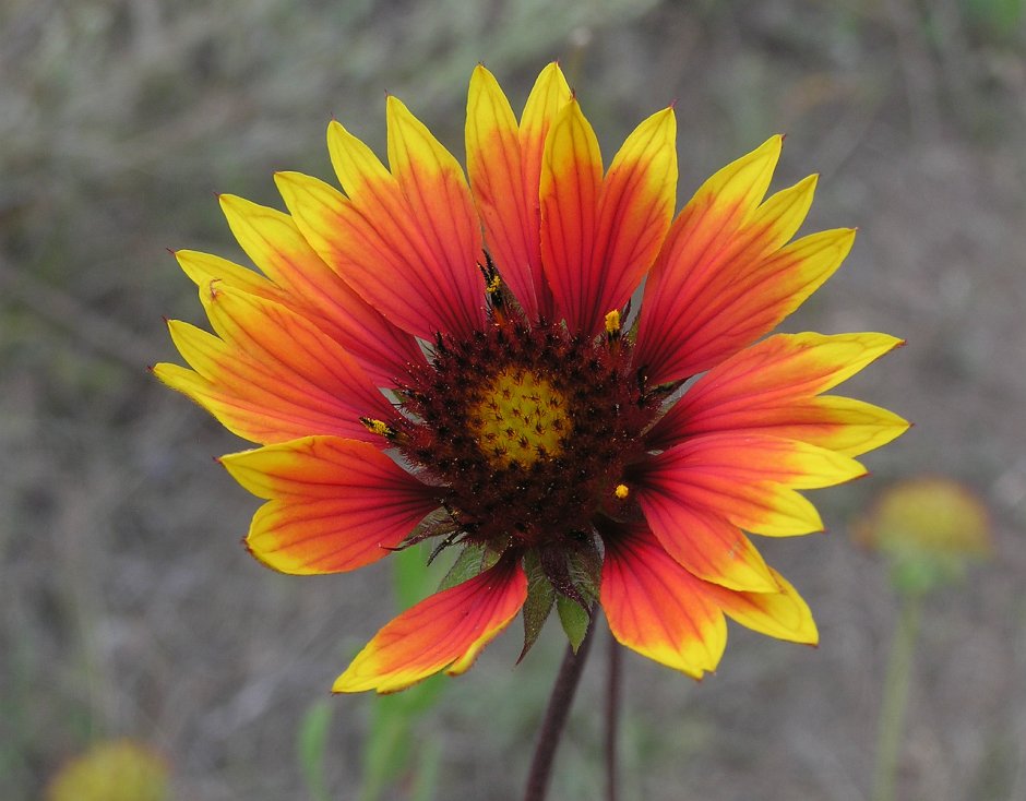 Asteraceae семейство