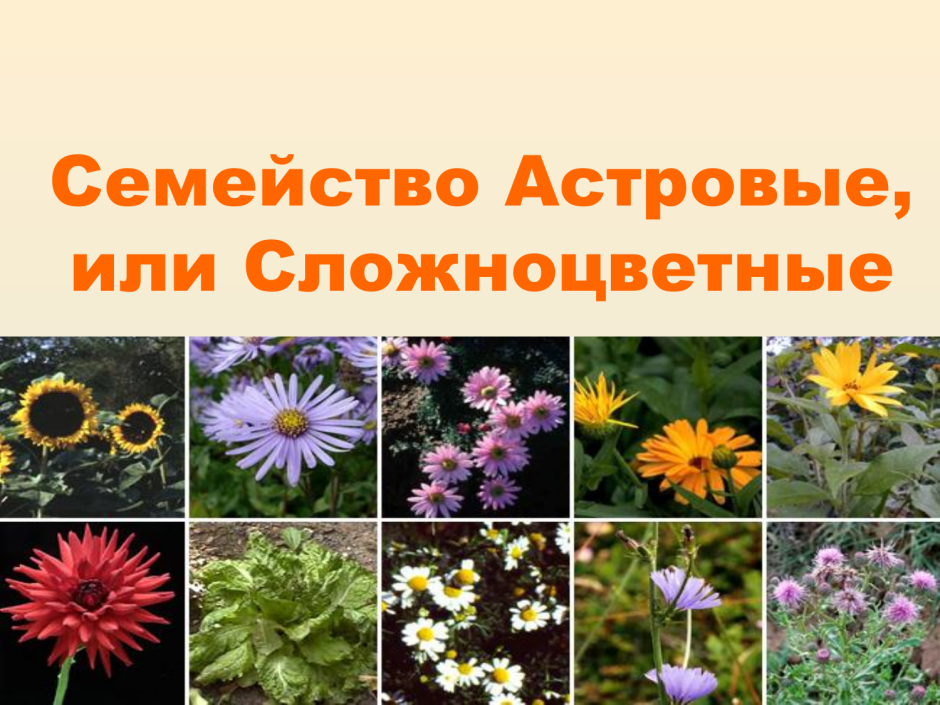 Compositae (Asteraceae) - Сложноцветные