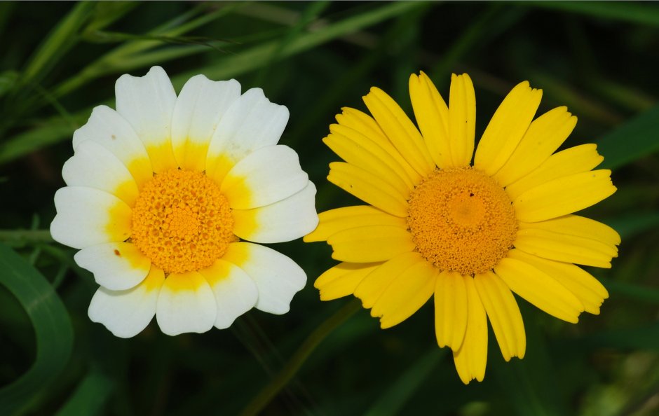 Астровые (Asteraceae)