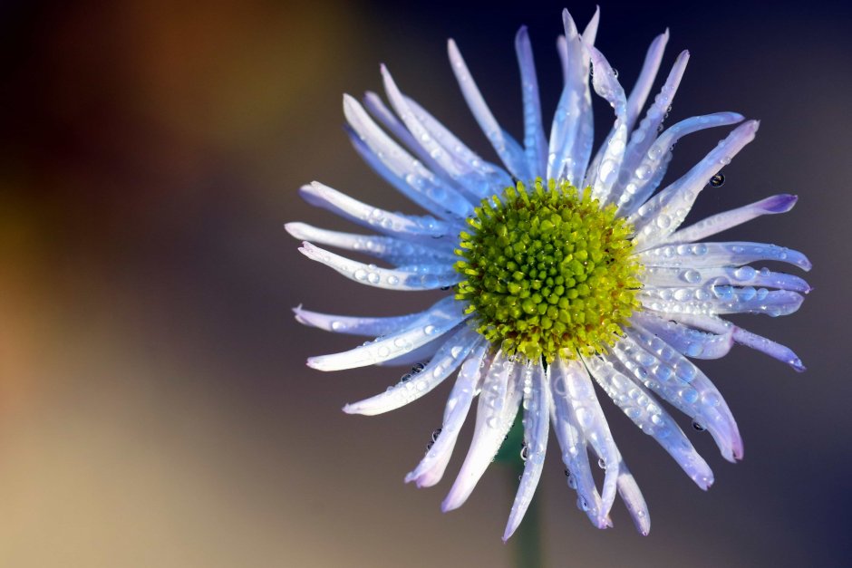 Compositae (Asteraceae) - Сложноцветные