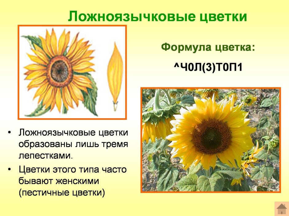 Цветок ложноязычковые астровых растений