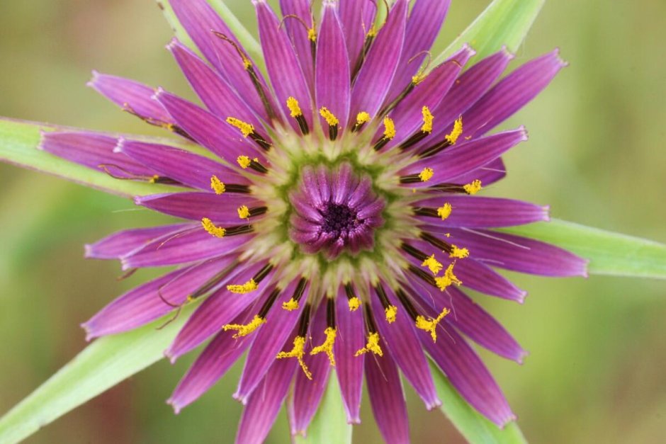 Семейству астровых (Asteraceae)