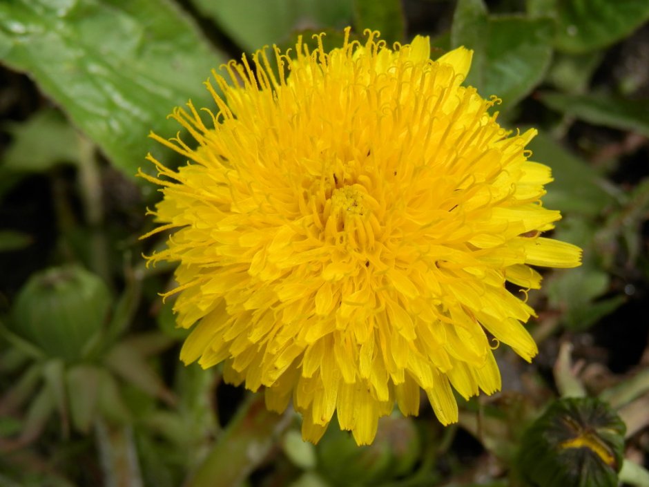 Астровые (Asteraceae)