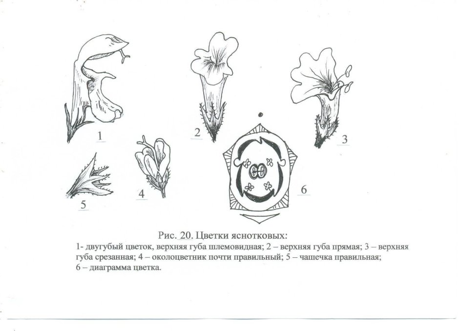 Яснотка белая формула цветка