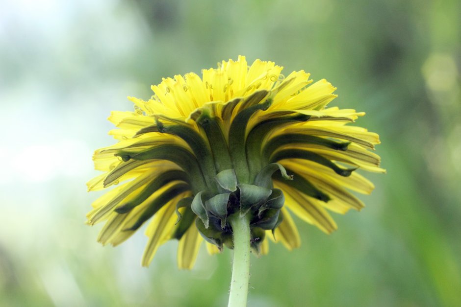 Астровые (Asteraceae)