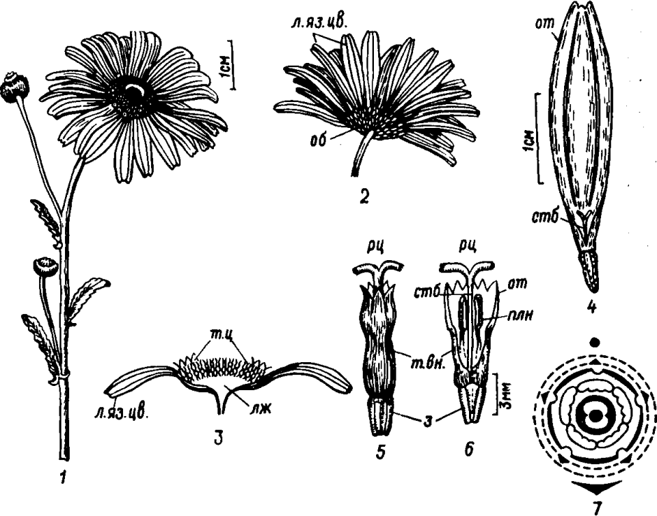 Строение цветка сложноцветные схема