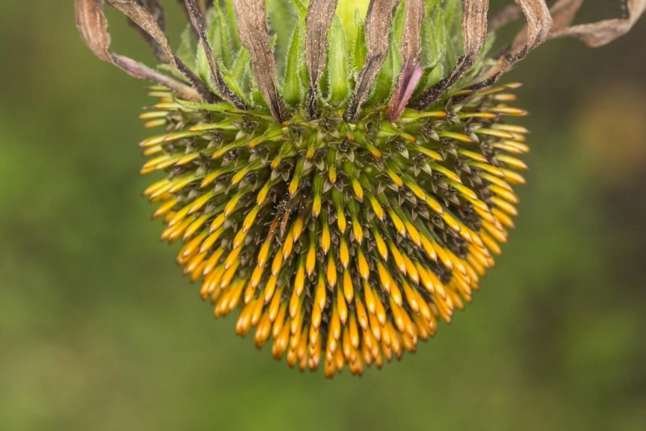 Астра Альпийская (Aster Alpinus)