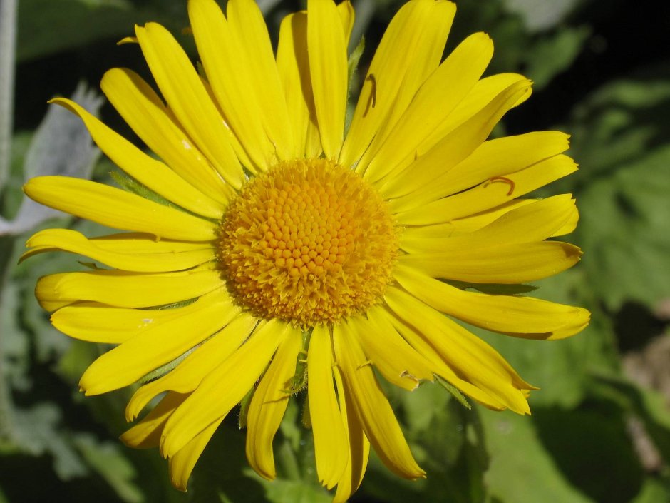 Семейству астровых (Asteraceae)