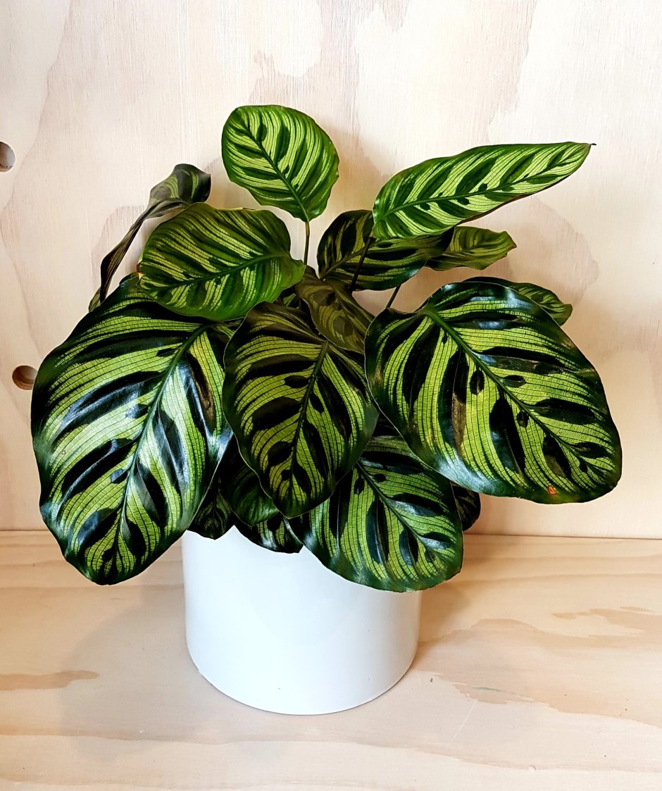 Калатея Макоя Calathea makoyana