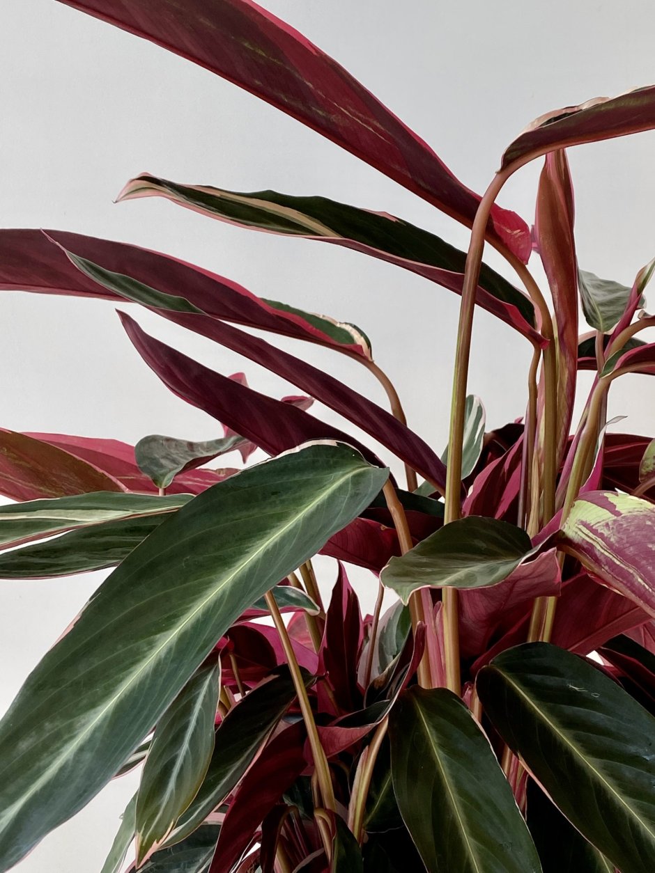 Calathea сандериана