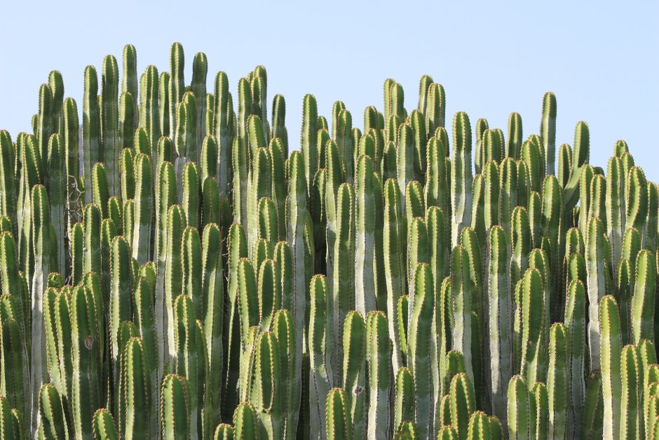 Кактусовые поля в Мексике