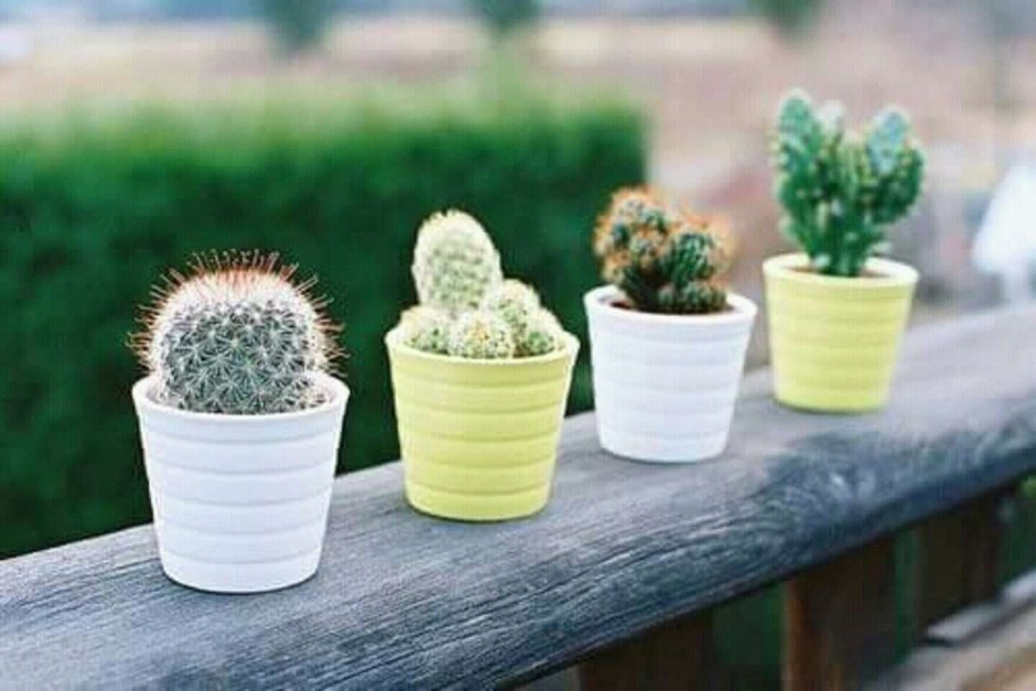 Кактус (🌵 кактусы)