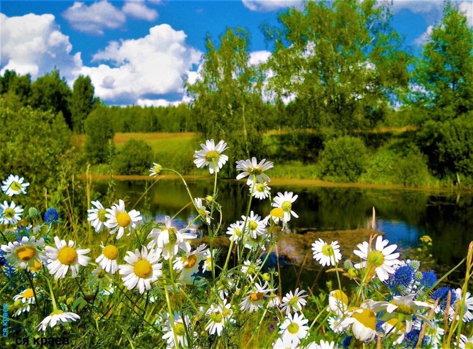 Ромашки на лугу