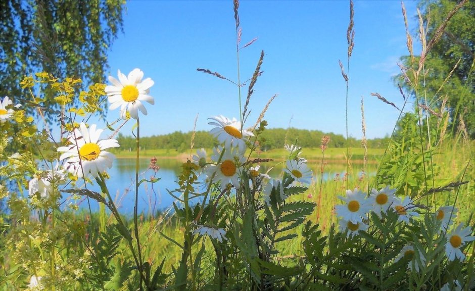 Ромашка на Руси