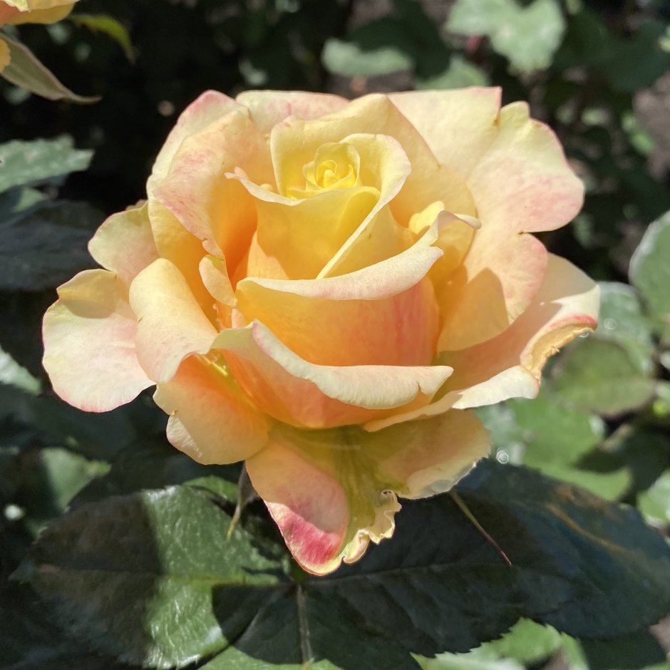 Роза чайно-гибридная Милва