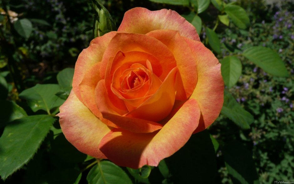 Роза Шухрани