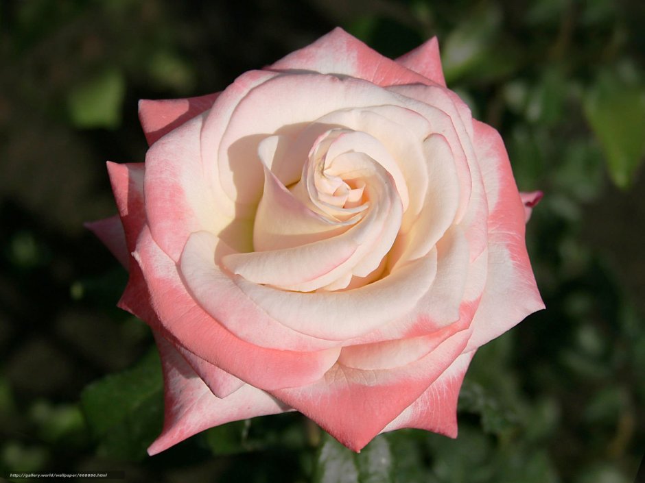 Роза чайно-гибридная Тинеке