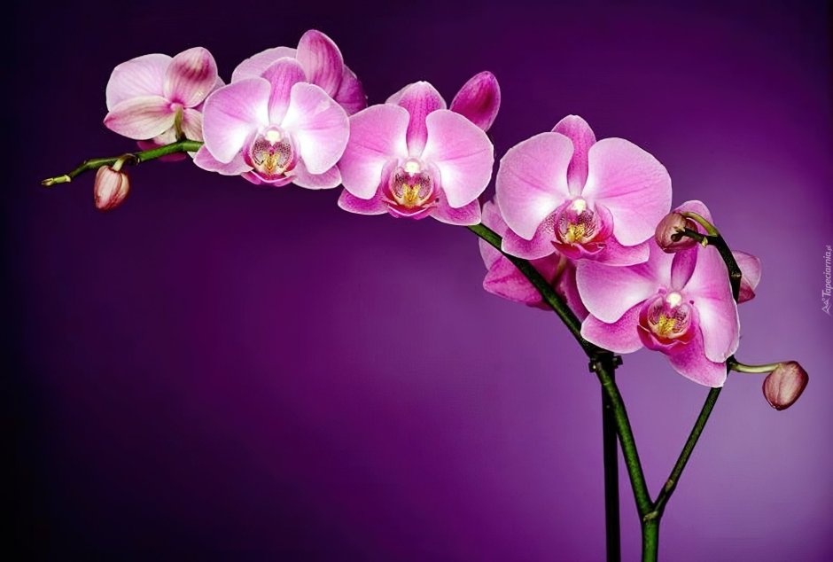 Орхидеи горизонтально