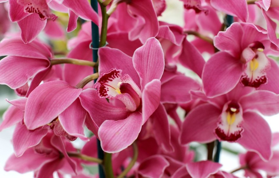 Орхидея Альбуфера