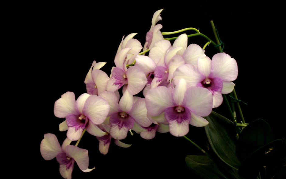 Орхидея Orchidaceae