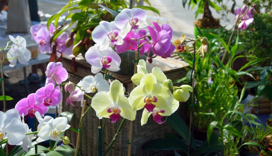 Орхидея фаленопсис сакрифайс