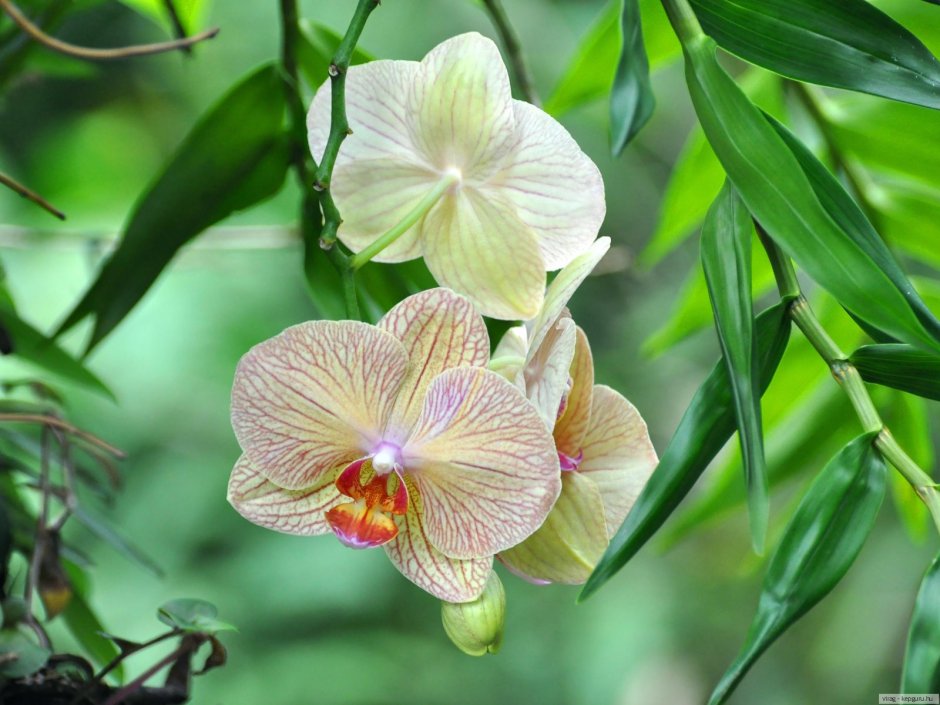 Гималайские орхидеи