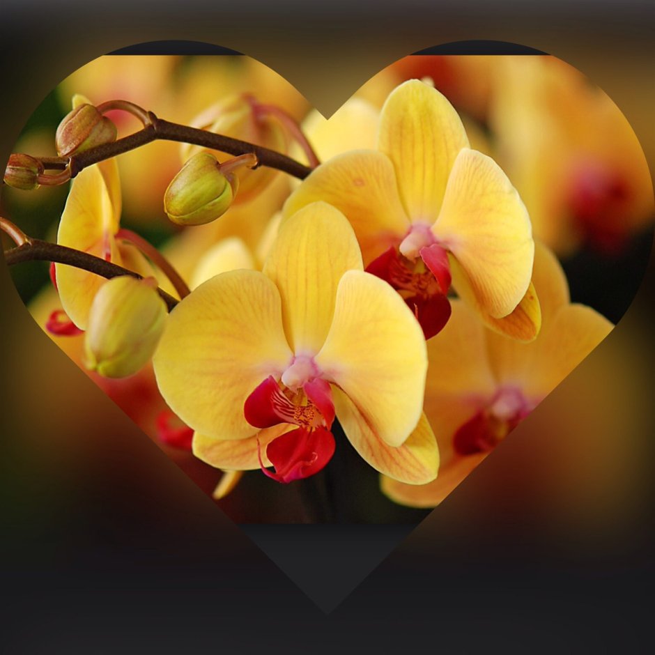 Красивый Цветущий Орхидея