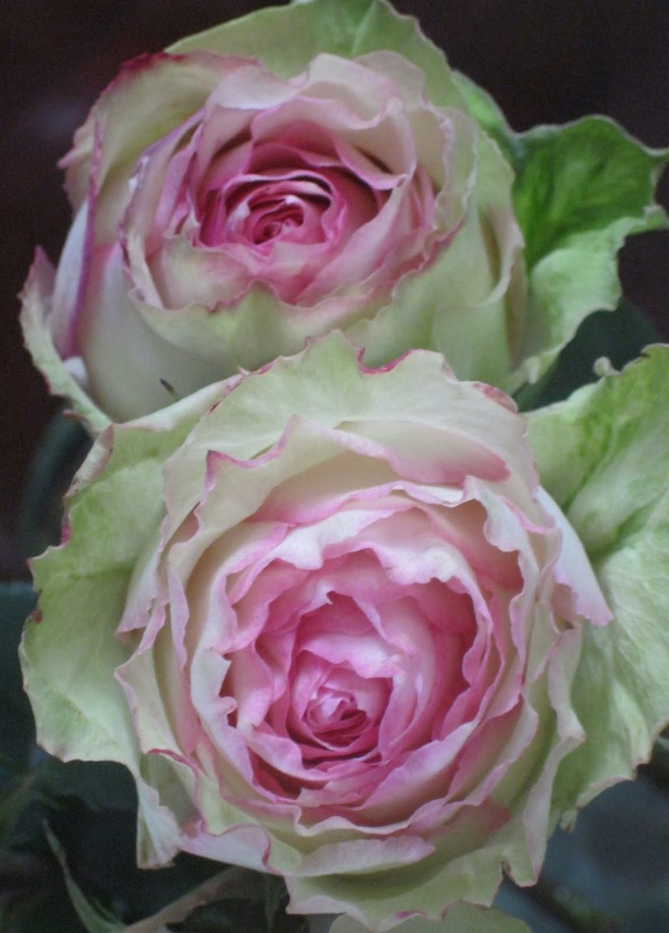 Роза Флори зелено розовая