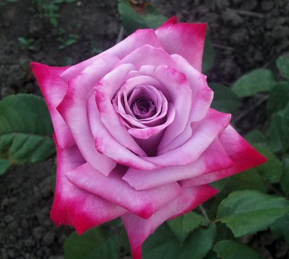 Роза Sweet Eureka