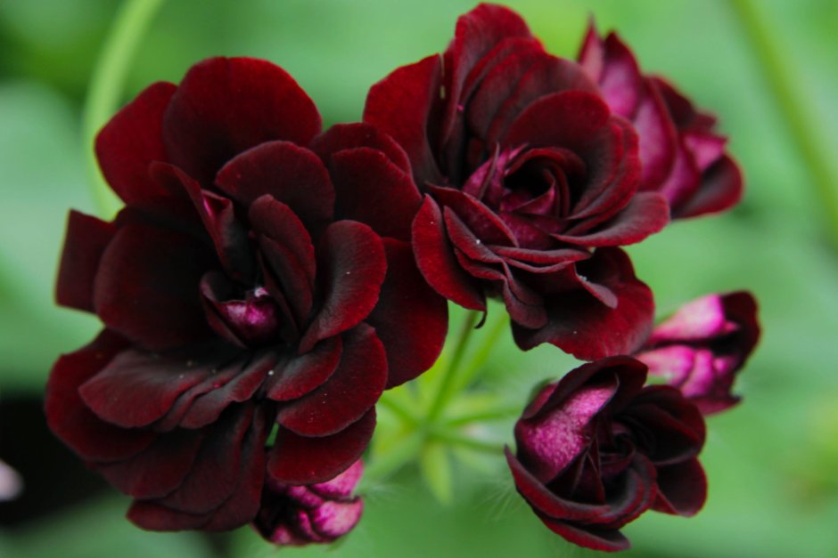 Пеларгония Royal Black Rose