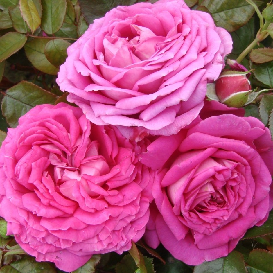 Розы флорибунда Розмари Роуз (Rosemary Rose)