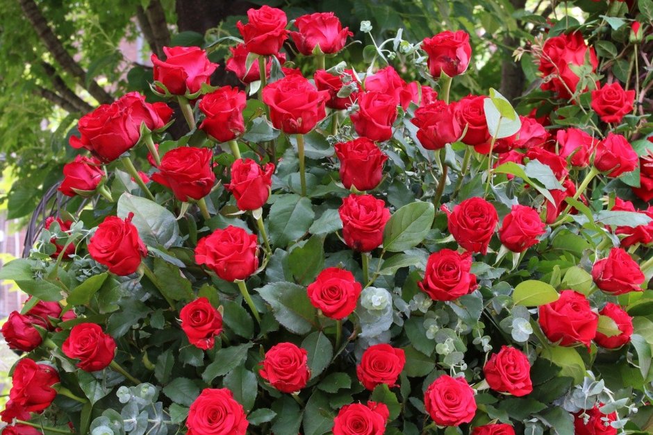 Роза кустовая красная Садовая