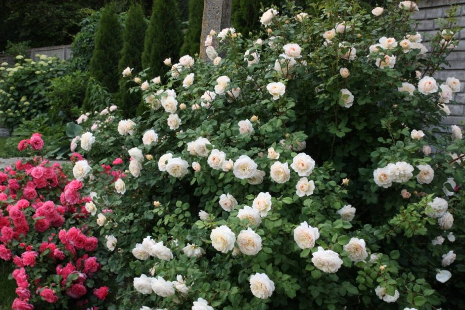 Роза английская Парковая Крокус Роуз