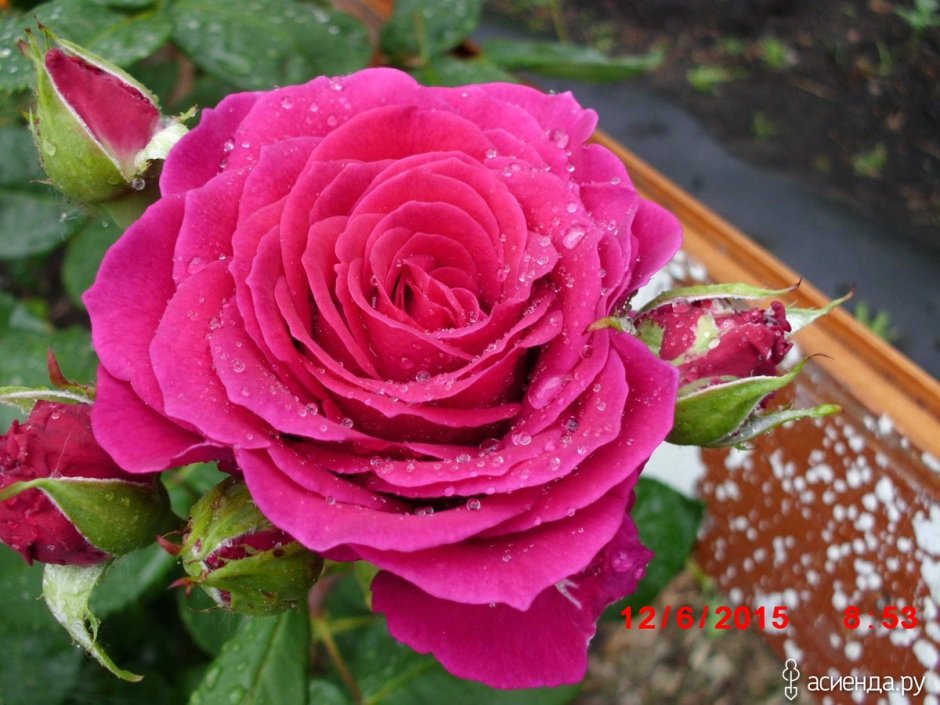 Роза клумбовые розовая
