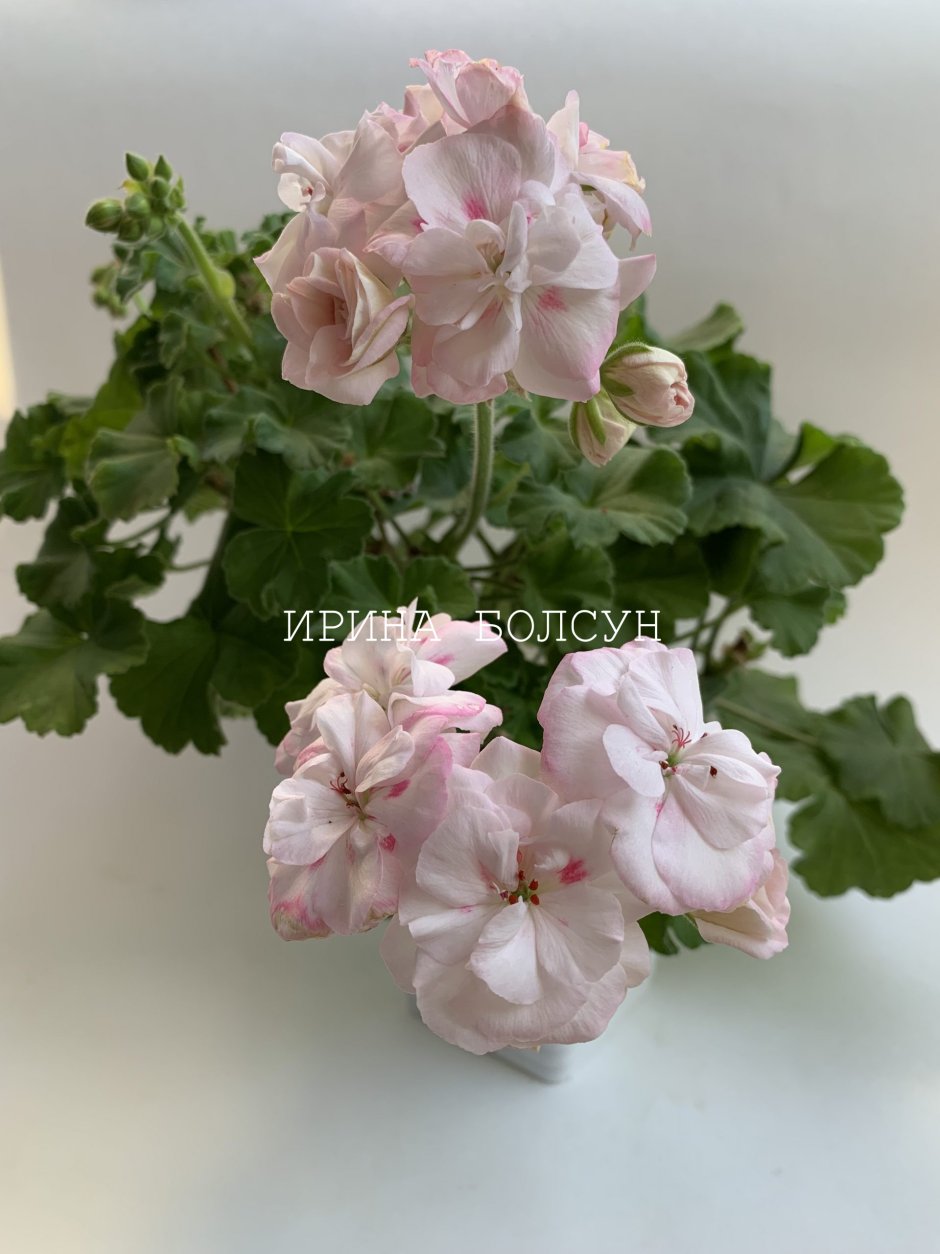 Пеларгония Таира Крымская роза