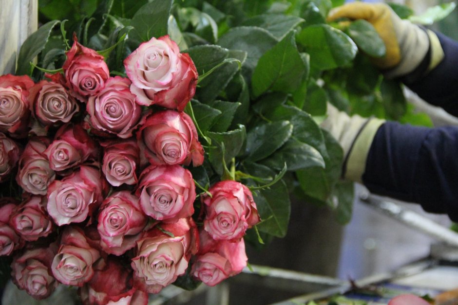 Сорта эквадорских роз