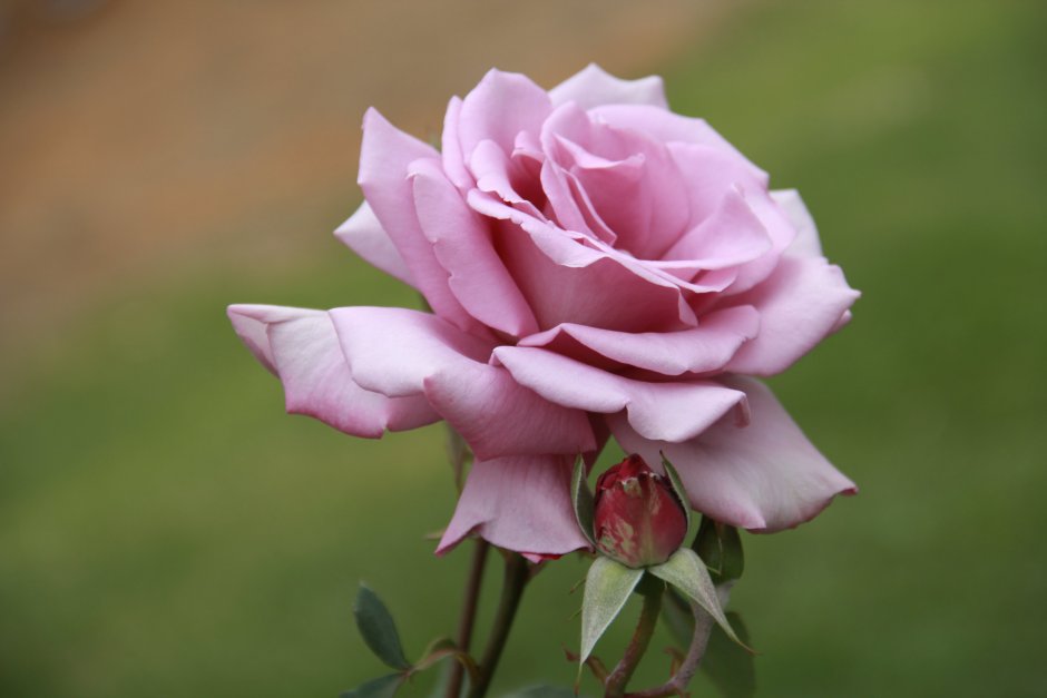 Роза чайно-гибридная Блаш blush