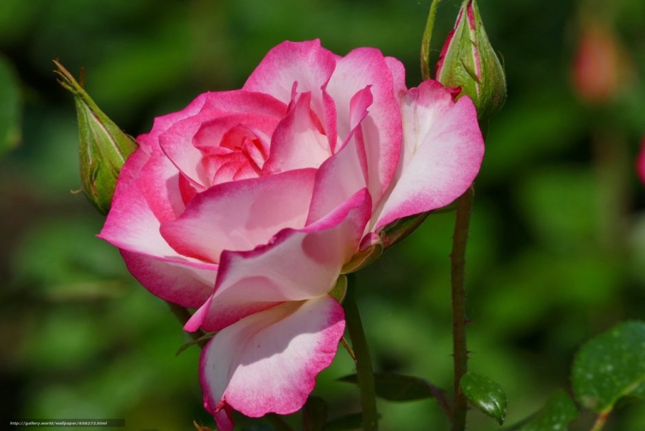Сорт роз американская красавица