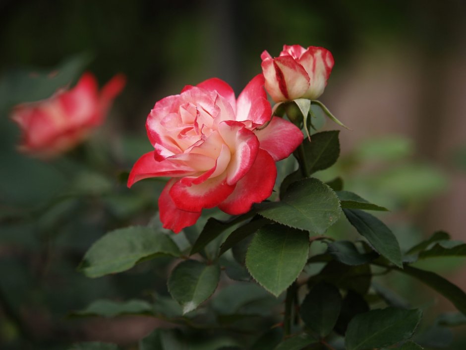 Heimatmelodie роза