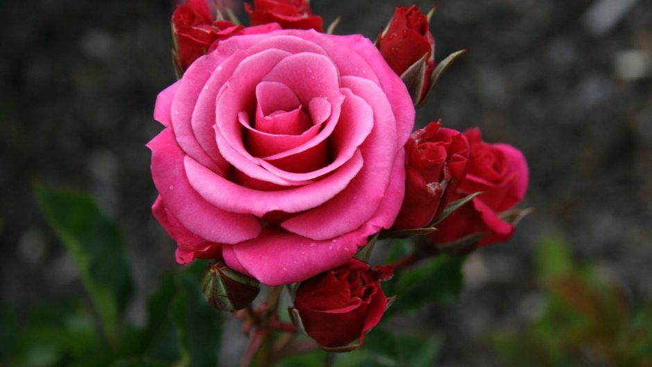 Роза вэки Роуз