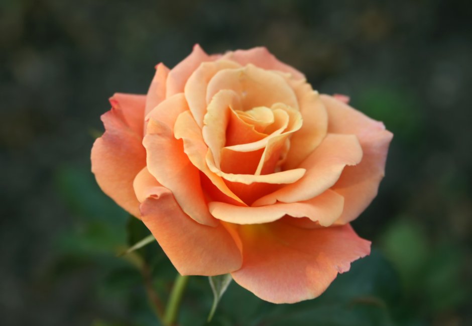 Роза чайно-гибридная Миракл