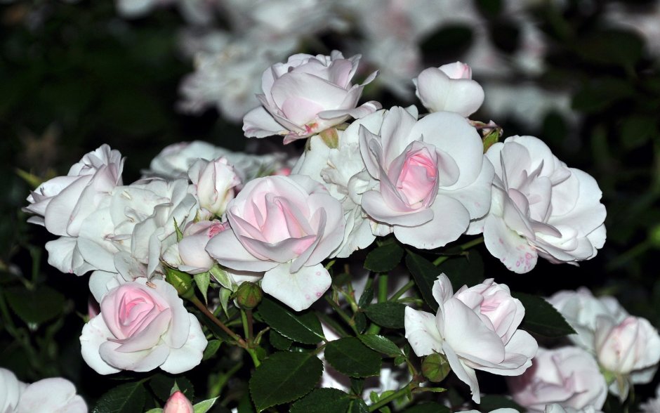 Бело розовые розы