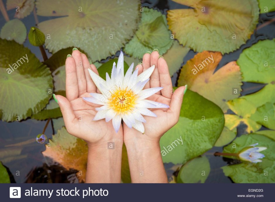 Цветок лотоса в руках